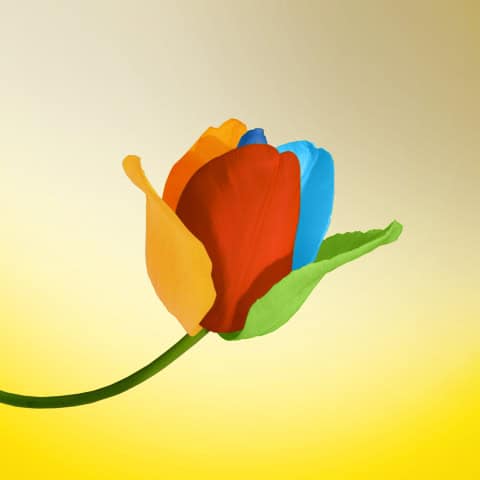 Digital Marketing Tulip